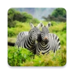 animal wallpaper android application logo